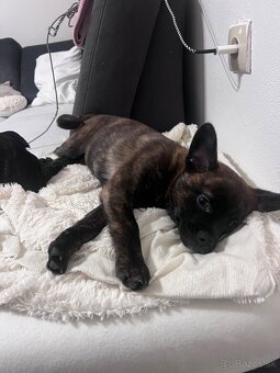 Darujem šteniatko - 2