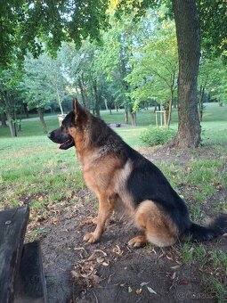 Nemecký ovčiak - krytie - 2