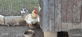 Predám mladé kohúty - 2