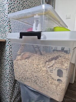 Darujem pieskomilov - 2