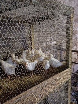 Kohúty leghorn - 2