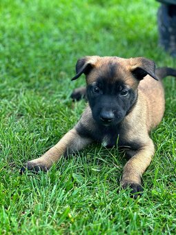 Belgický ovčák Malinois s PP po Edward Ad-Gür - 2