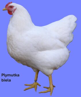 Predám 2 až 7 týždňové čistokrvné kurčatá. - 2