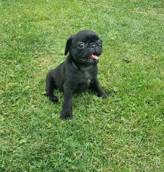 Mops - 2