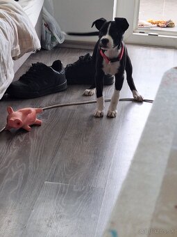 Americky pitbull - 2