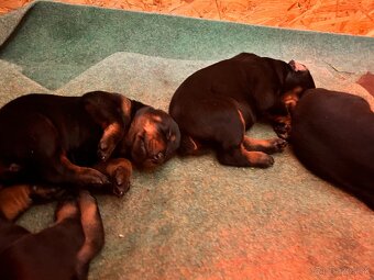 Doberman Šteniatka - 2