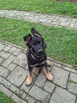 Nemecký Ovčiak - 2