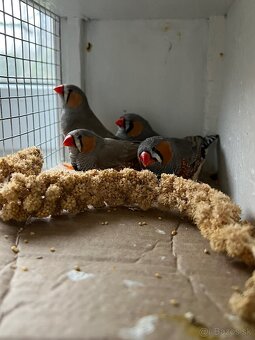 Predám Zebričky - 2