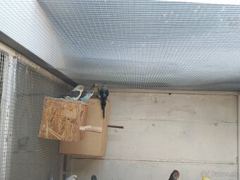 Andulka blackwings,ciernokrydla - 2