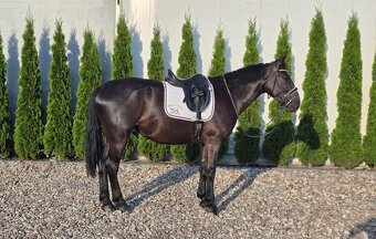 4 ročná kobylka - 2