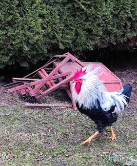 Kohút - Vlaška striebrokrká - 2