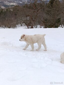 Stredoázijský ovčiak - 2