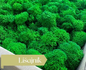 Stabilizovaný mach - 2