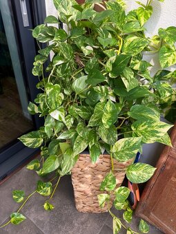 Golden Pothos - 2