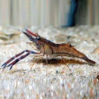 Macrobrachium dayanum - 2