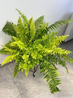 Nephrolepis exaltata Tiger Fern papraď - 2