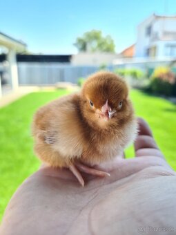 Jednodnove kuriatka, sliepocky, kohutikovia - 2