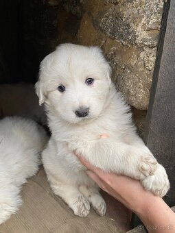 Slovenský čuvač - 2