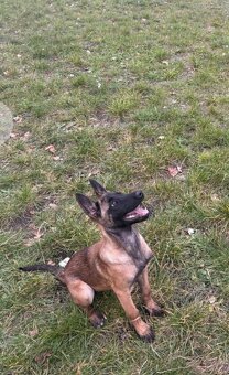 Belgicki Ovčiak - 2