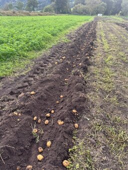 Konzumné zemiaky - 2