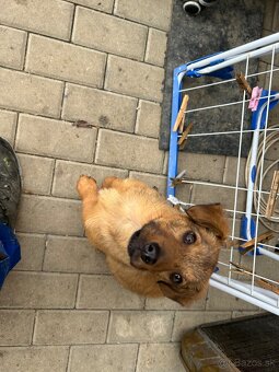 Darujem šteniatko - 2