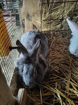 2 samice domácich zajacov - 2