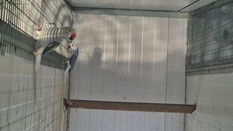 Alexander malý Chovné páriky r. 2021 - 2