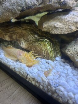 Prísavník zlatý - 2