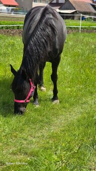 Predam 6r. kobylku - 2