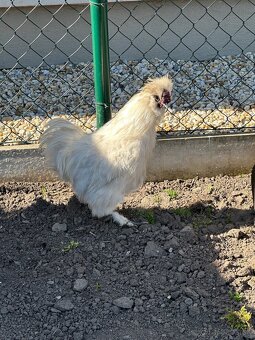 Kohút - hodvabničky - 2