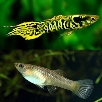 Predám endlerky Yellow tiger - 2
