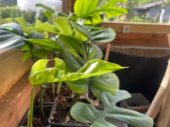 Monstera minima - 2