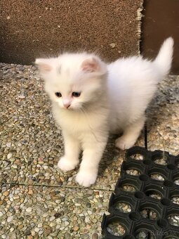 predám biele mačiatka Turecká angora - 2