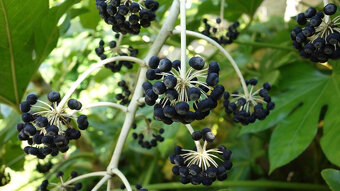 Aralia mandshurica - 2