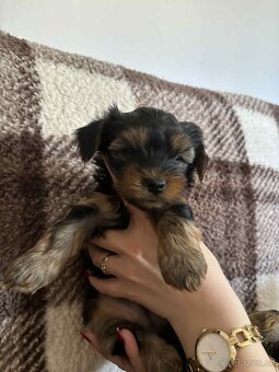 Yorkshire terrier - 2
