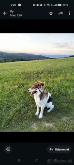 Dvojročný kríženec, darujeme - 2