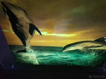 Obraz delfìny so svetlom - 2