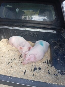 Odstavčata 35-40kg - 2