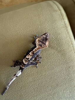 Pagekon riasnatý - 2