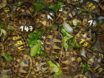 Testudo hermanni - 2