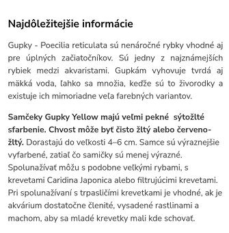 Gupky žlté - 2