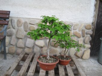 bonsai,bonsaj-hrab 5 - 2