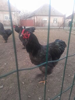 Brahmanka veľká - 2