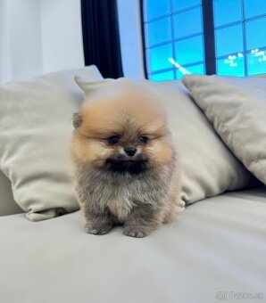 Pomeranian mini - 2