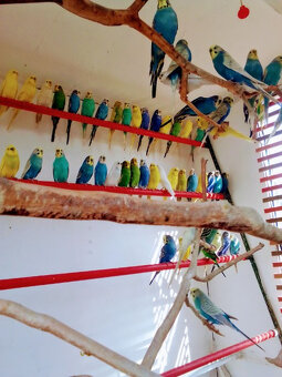 Andulky z vonkajšej voliéry - 2