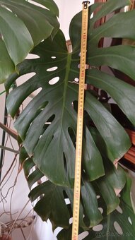 monstera 20 rokov - 2