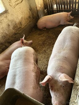 Predám domáce ošípané 150–250 kg - 2