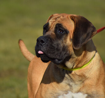 BOERBOEL BALLOTADA -2 FENY-10 MĚSÍCŮ-garance DKK,DLK,OCD - 2