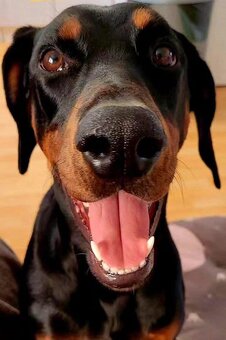 Doberman - 2