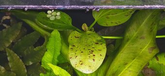 Echinodorus 'Ozelot Green' - 2